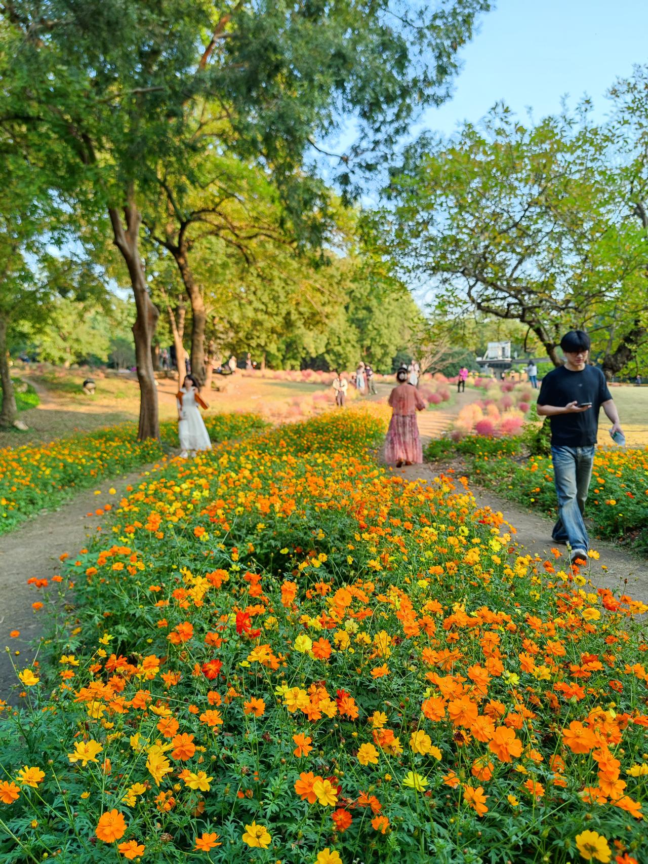 美若仙境，南京中山植物园南园月牙堤已换装登场。

每周跟老同志逛一个公园，愉悦身