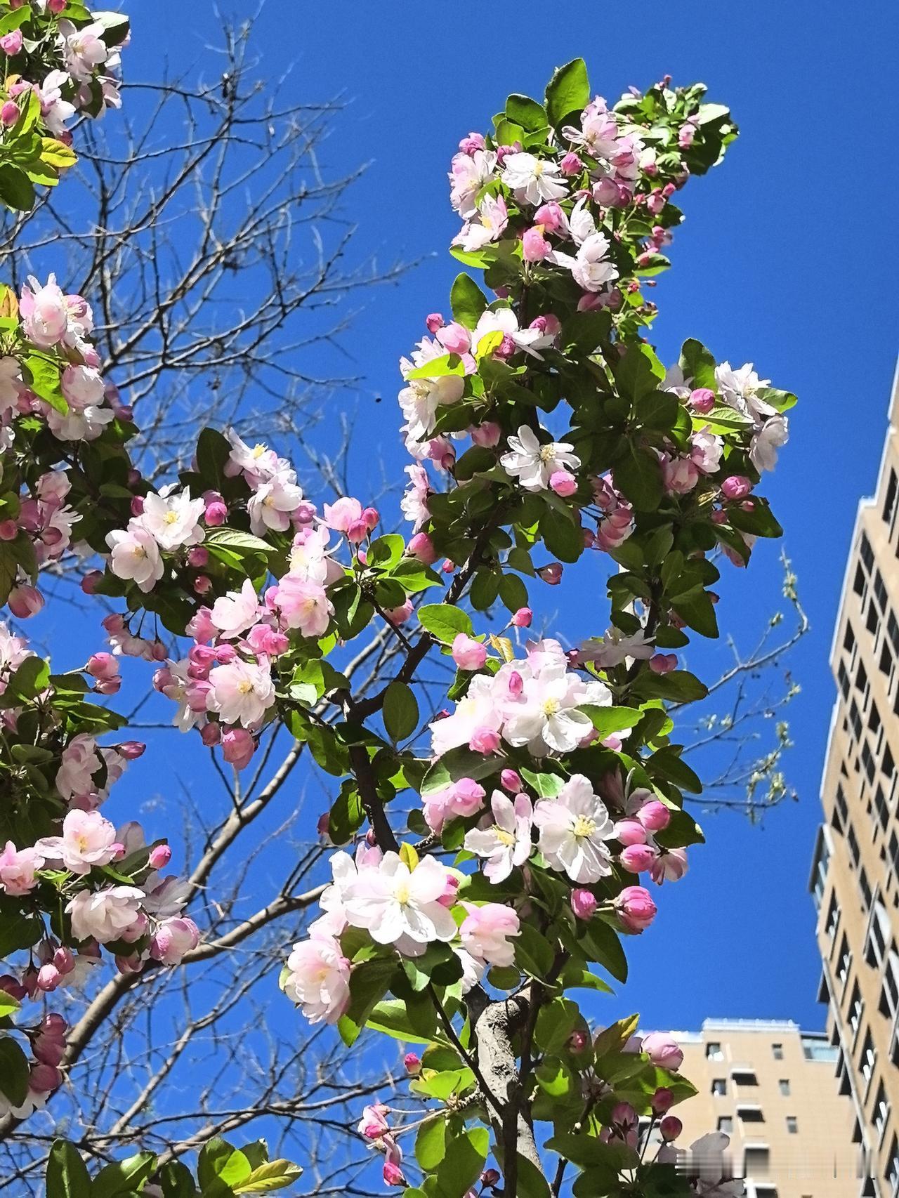 春日生活打卡季不必远行，美景就在身边。小区春光明媚，草木焕新，一步一景，在烟火日