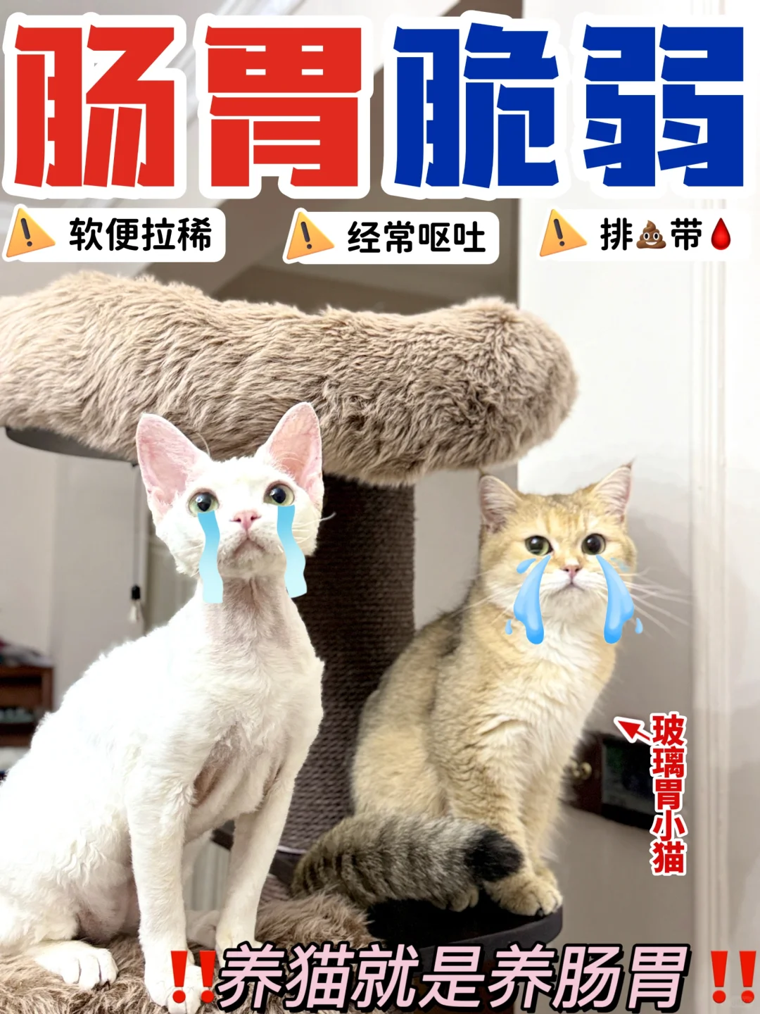 猫咪呕吐怎么办？别慌，教你如何自查原因！
