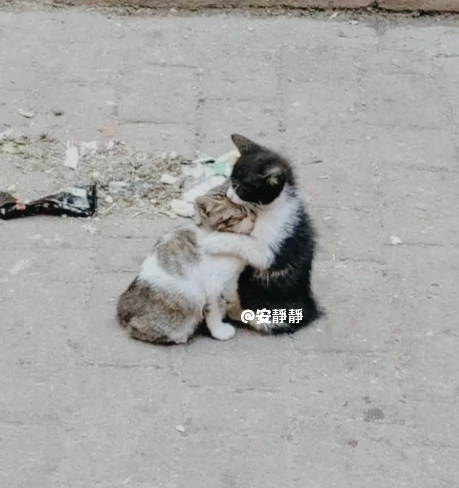 即使流浪我们也要相依为命，互相依靠