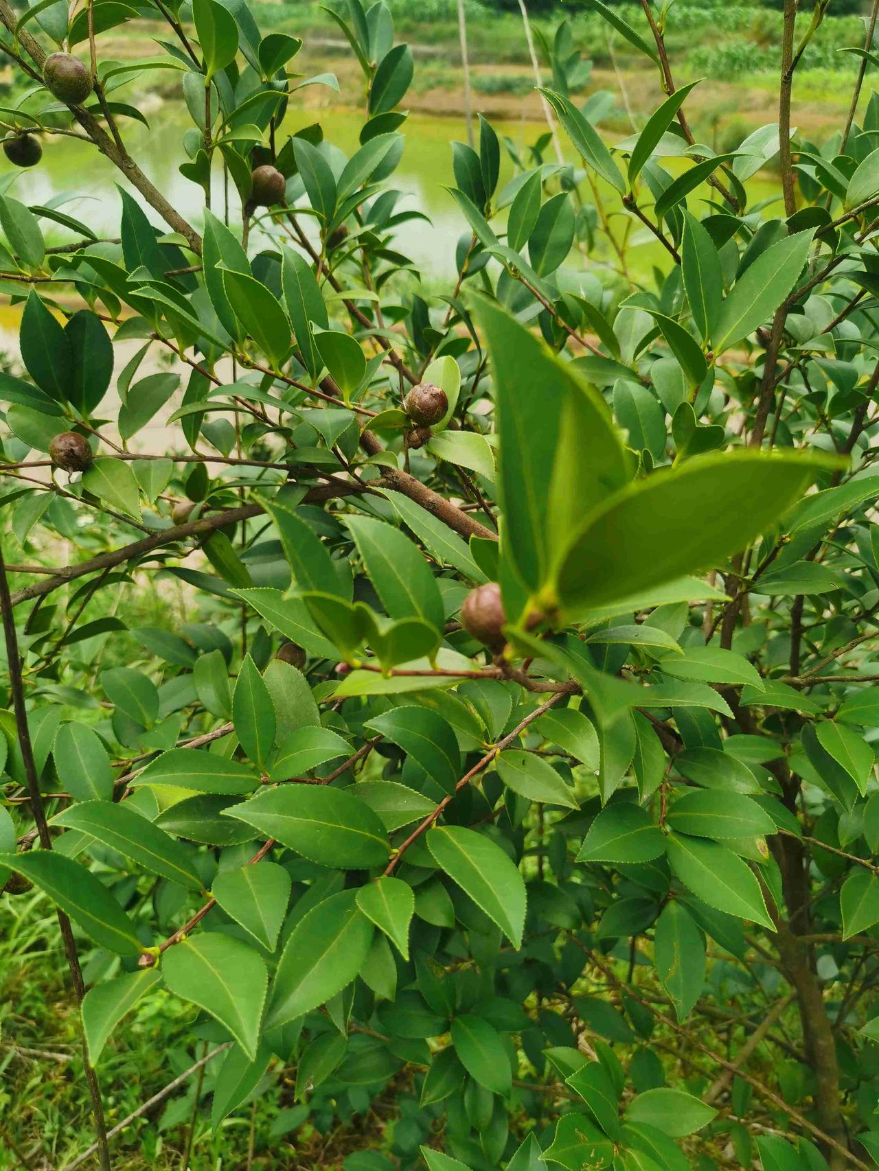 我的今日状态：😁轻松愉快
我这里的天气：🌧下雨

偶尔间在田间地头发现一株茶