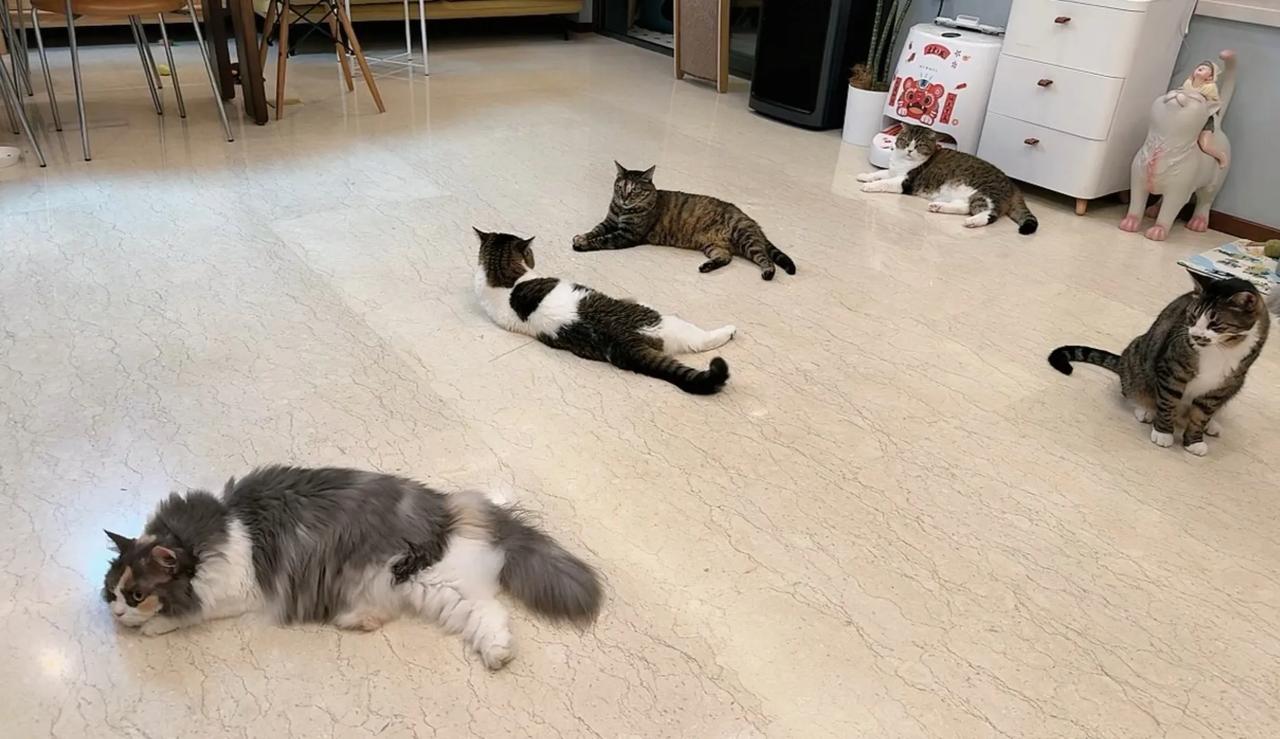 熊仔太可爱啦，左看右看都躺下了，那我也躺会吧[笑哭]！
#萌宠# #猫咪#