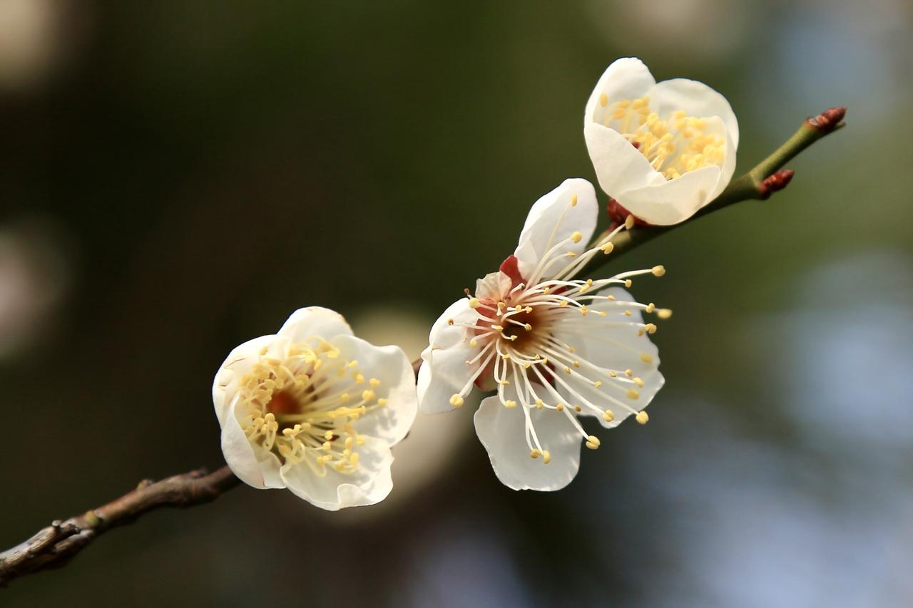 进入三月中旬，青岛中山公园的樱花陆续开放了