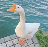 巧逛逛汽车
