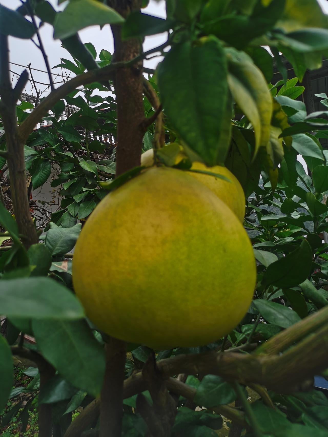 乡村随手拍（柚子）