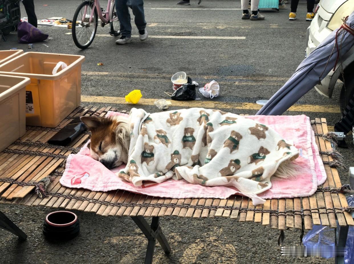 小狗狗看摊看着睡着了😴😴
大早上去菜市场买菜，
发现了好可爱的一幕……
这只