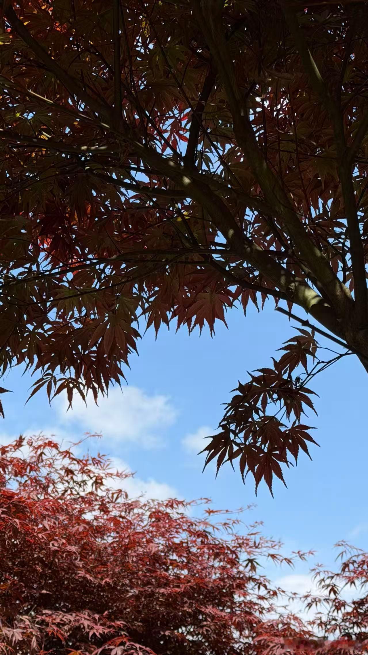 人真的需要定期“逃”进山里！不讨好、不紧绷、不证明像植物一样自由生长，才是对生命