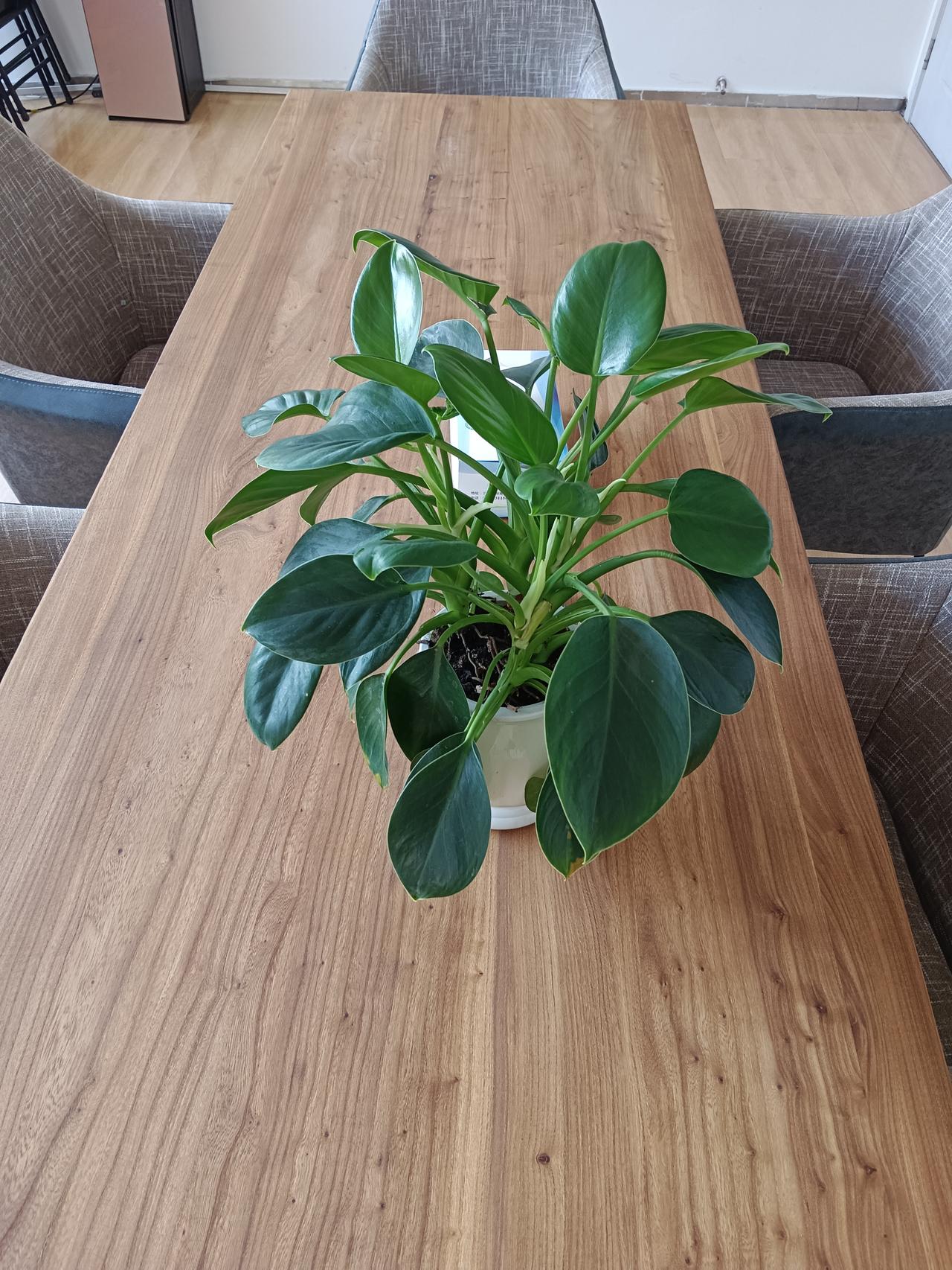 银雀山下秋意浓，夕阳菊花相映红。
​清茶一盏兰山路，万种风情沂州城。
​命苦又劝