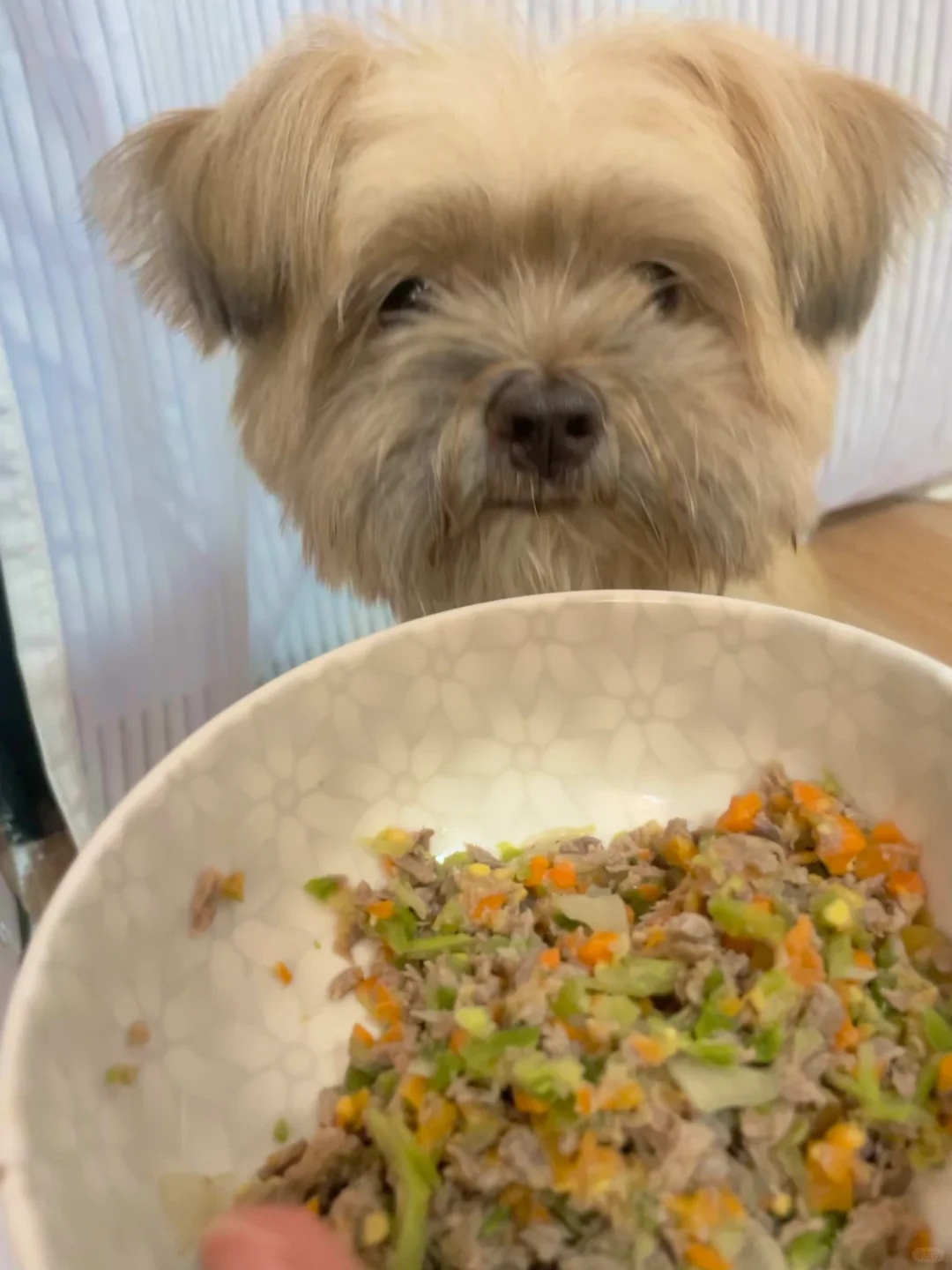坚持一人一狗食菜单🥗阿福吃的我吃的