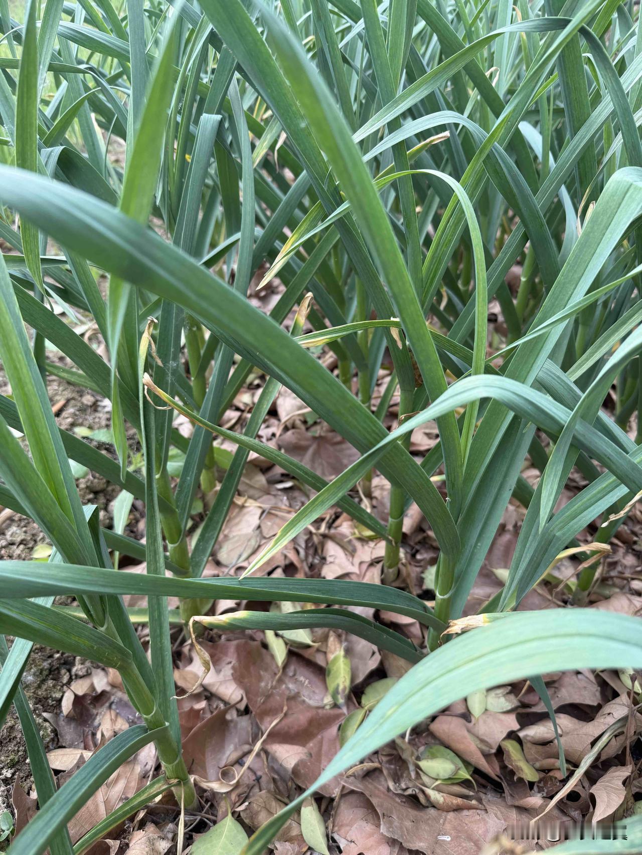 被领导提拔后,要送礼吗? 
【小对联】
上：赤字；
下：……？