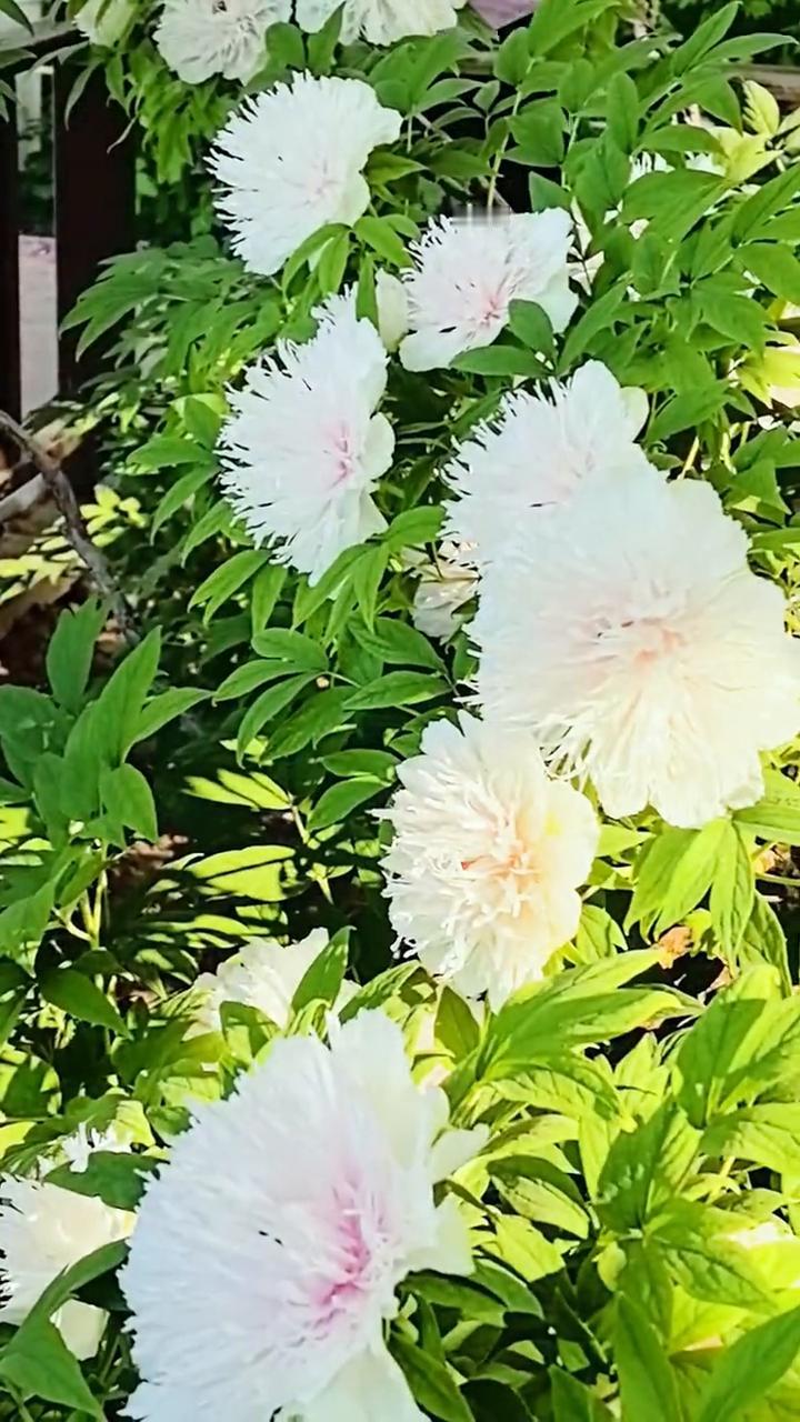 排队2小时看花3分钟，因稀奇而惊心动魄，洛阳这花真好看。
排队来看银丝贯顶牡丹的