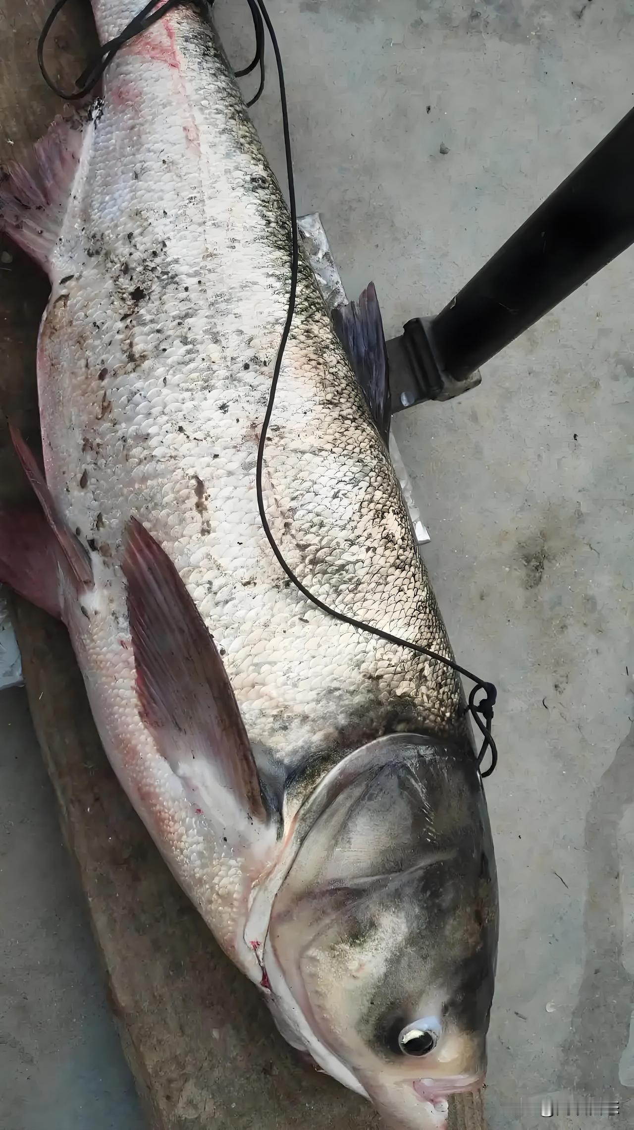 这可能是钓鱼人可以吹一辈子的事情了，我曾经钓上来2斤多的草鱼就高兴了半年。
何况