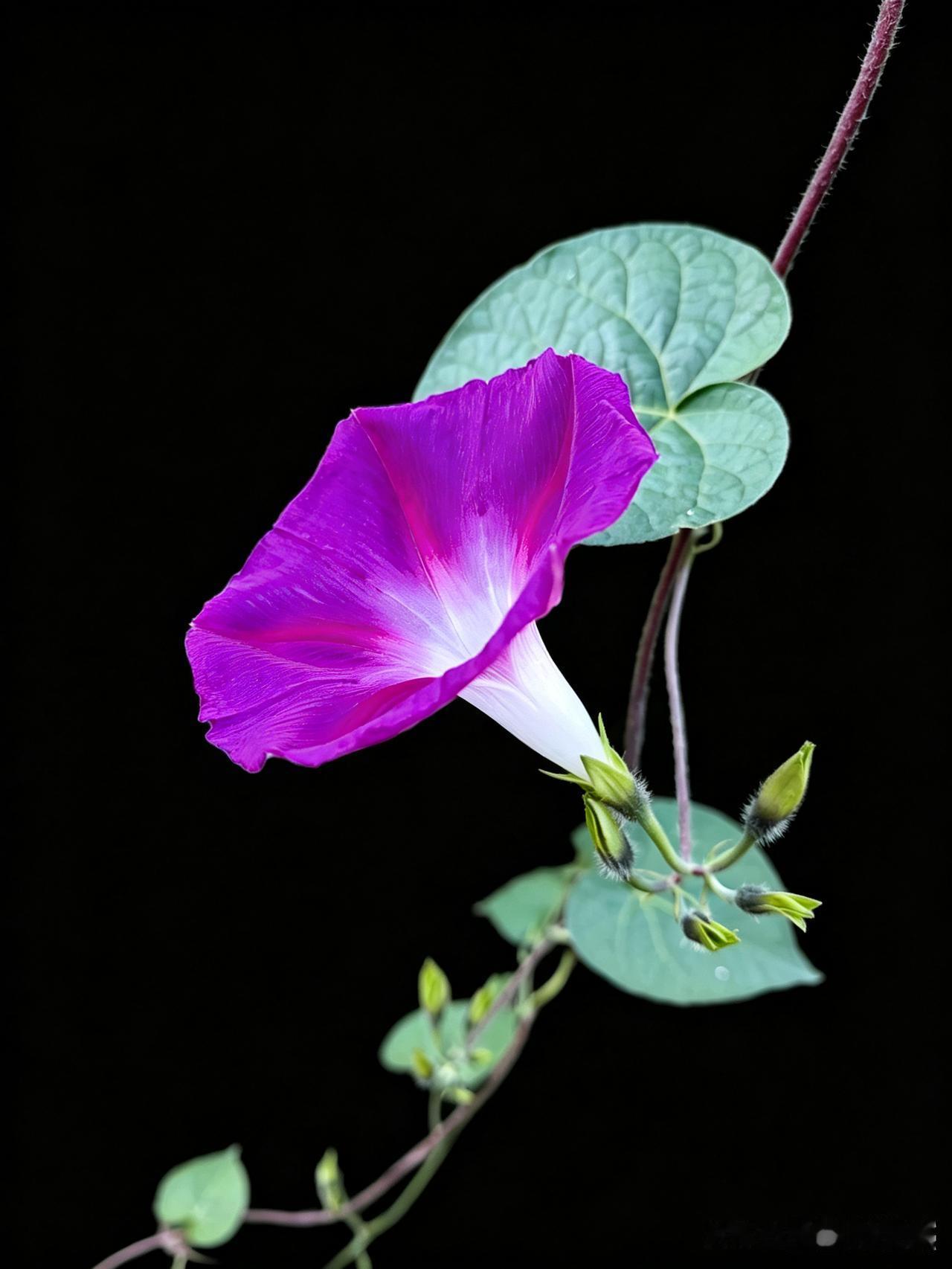 我用手机拍的牵牛花，美吗？