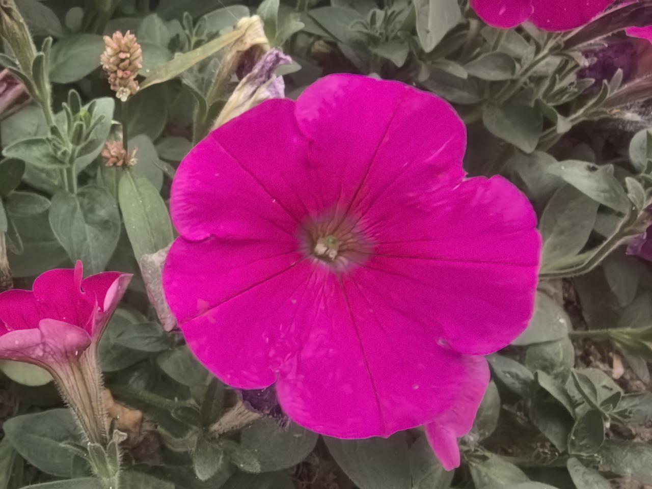 一朵粉红色的花在绿叶中绽放。