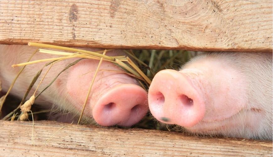 5块的猪肉吃得爽？隐患还在后面。
 
2026年7月猪肉均价18块/公斤，比去年