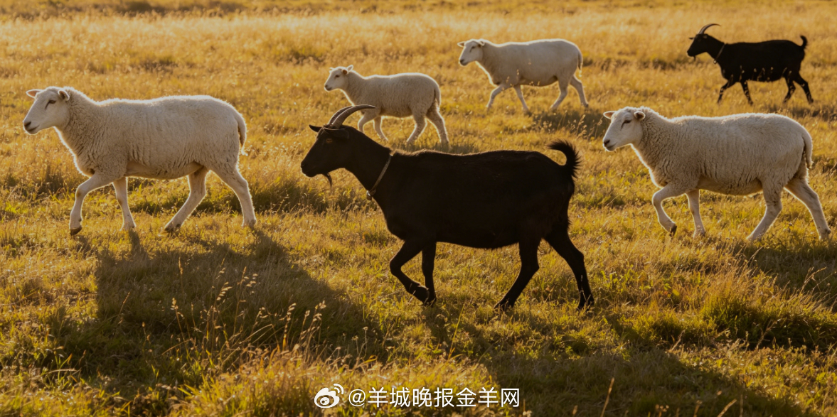 #早安# 晴光漫过辽阔草原，晚风轻轻拂过青草，牛羊悠然漫步山野，时光缓慢又温柔。