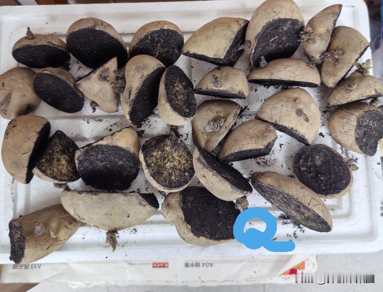 种土豆不能用草木灰？
大清早进园，小园友迎面急问，坏了，咱们种土豆都用了草木灰，