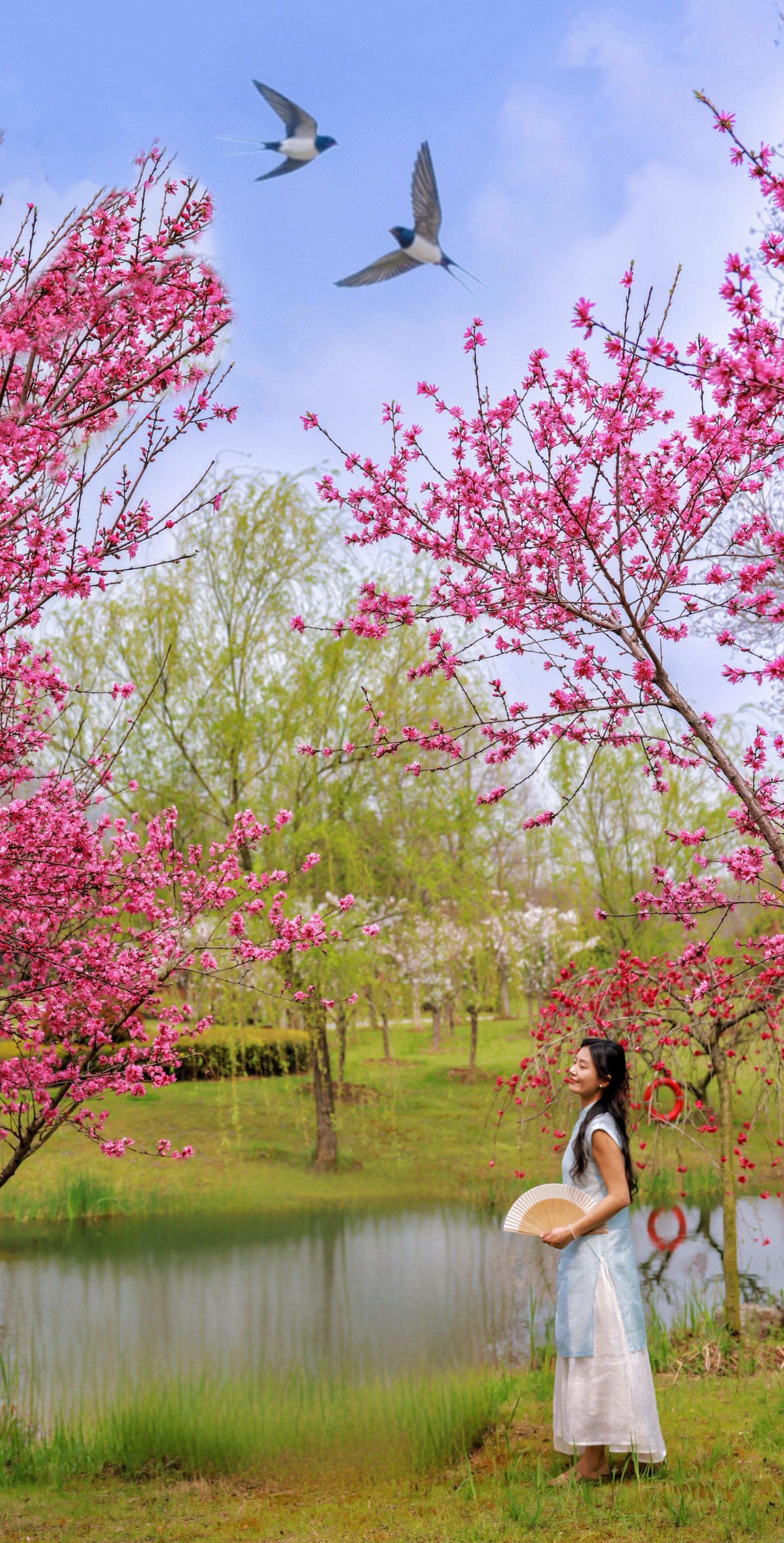 清明南京游｜建议直接复制这条赏花路线🌸。南京赏花的另一景点 春风裁柳...