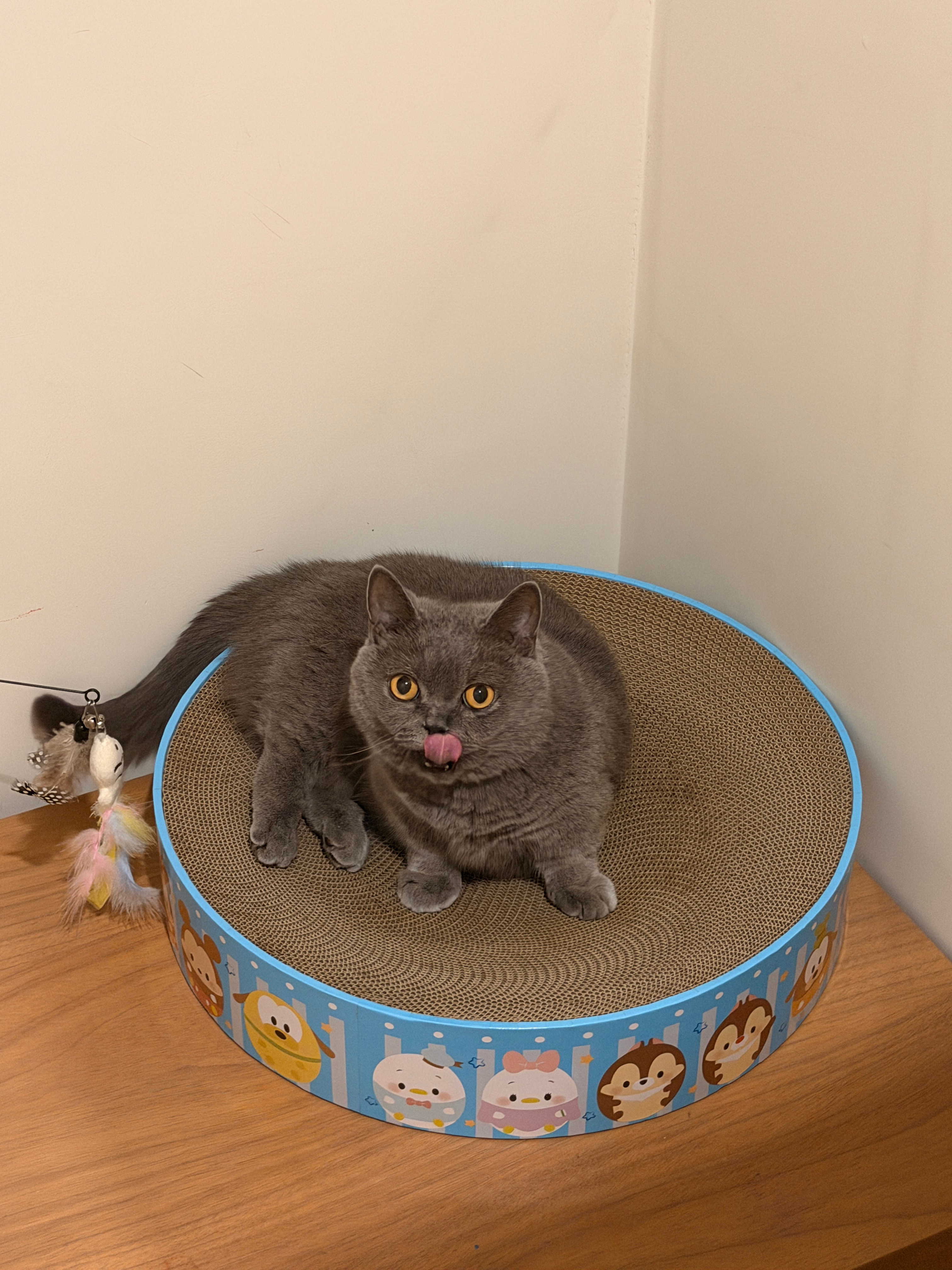 妹妹好喜欢新买的猫窝了开心～准备天气冷起来（下个月给它再换山姆这款新的冬日版猫爬