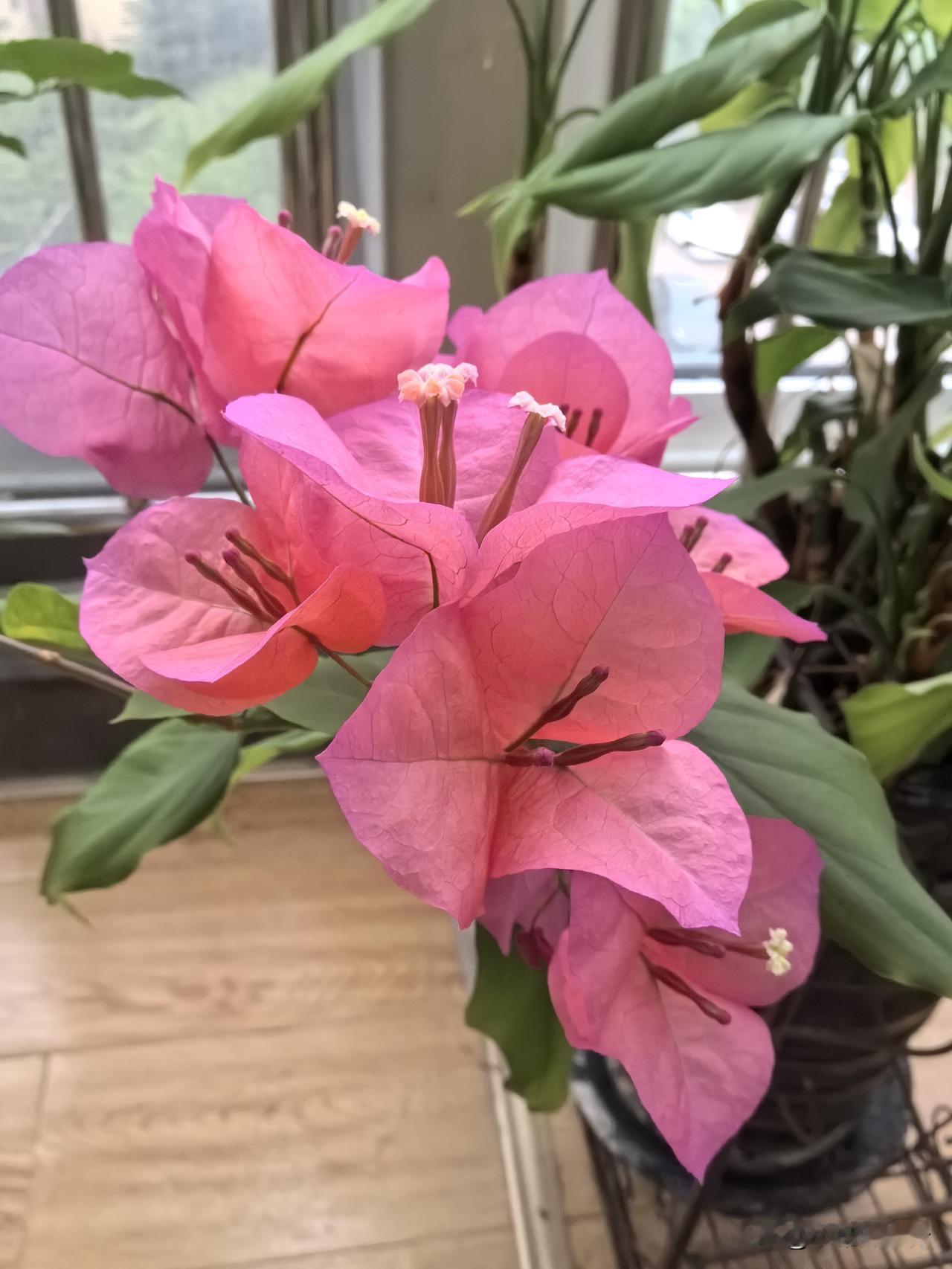 一直以为是假花，今天才知道，这是三角梅，美的得像画。