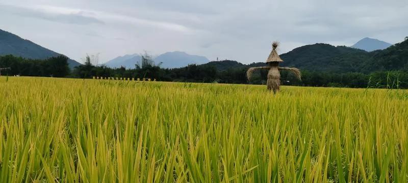 积谷肯定能防饥，
养儿未必能防老。
男儿女儿一个样，
响应国家的政策，
结婚生育