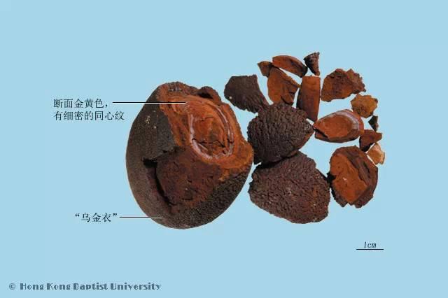 牛的胆结石为什么比黄金还贵？这个问题听起来很奇怪，但实际上，牛胆结石在中医和传统