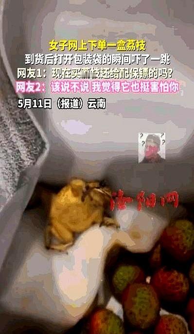 云南一位姑娘拆开刚到的荔枝快递，手都停住了。
箱子里一堆红亮亮的荔枝，中间居然趴