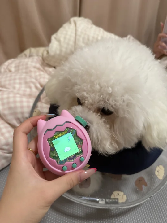 我的电子宠物和非电子宠物