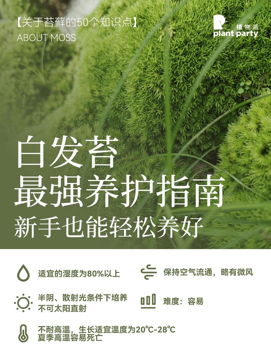 白发苔最强养护指南‼️新手也能入坑的苔藓