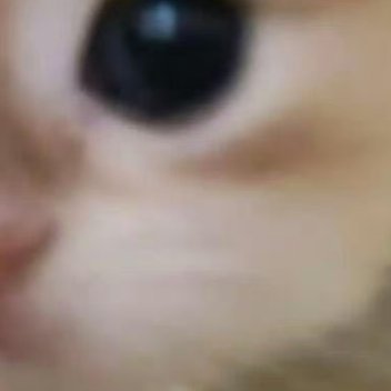 阿夏夏养猫准则 0000错过了落日余晖，也可以期待满天繁星，你走过路，不管是苦的