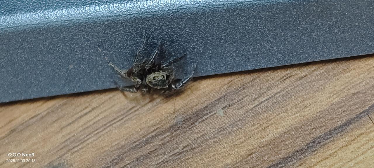 这蜘蛛🕷有没有毒
夏天没看见几只虫子
快到冬天倒是看到了许多

这不，
中午的