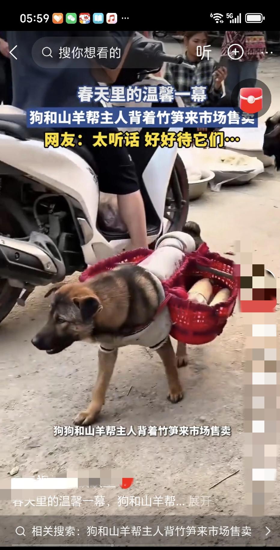 清晨 6 点的云南大山：女孩腰被压弯，狗和山羊却抢着背篓！这一幕看哭全网！

在