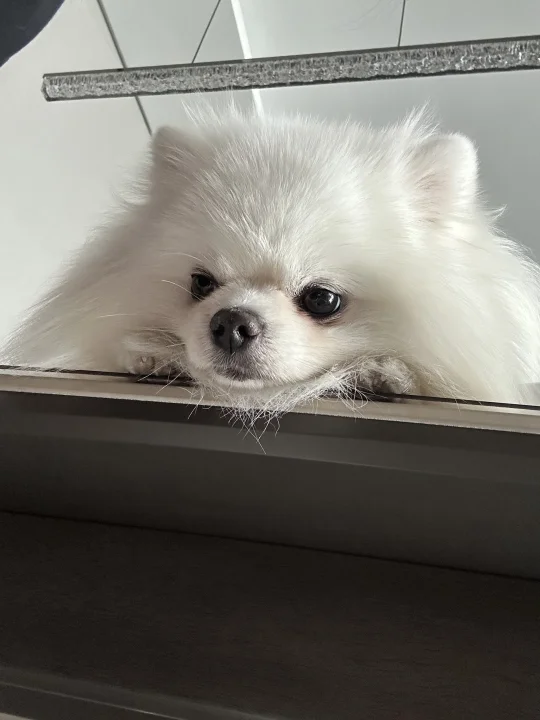 这跟小宝宝有什么区别呢？