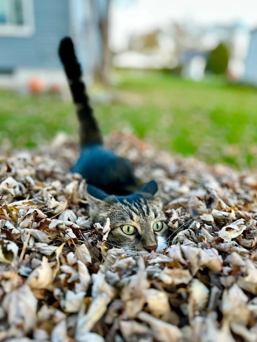 开启捕猎模式中