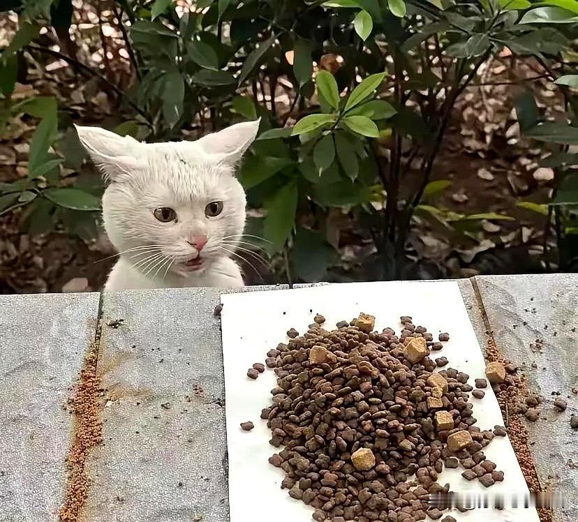 第一次从小流浪猫的眼中看到了；不敢相信，震惊，不可思议，的眼神。

有时候走在路