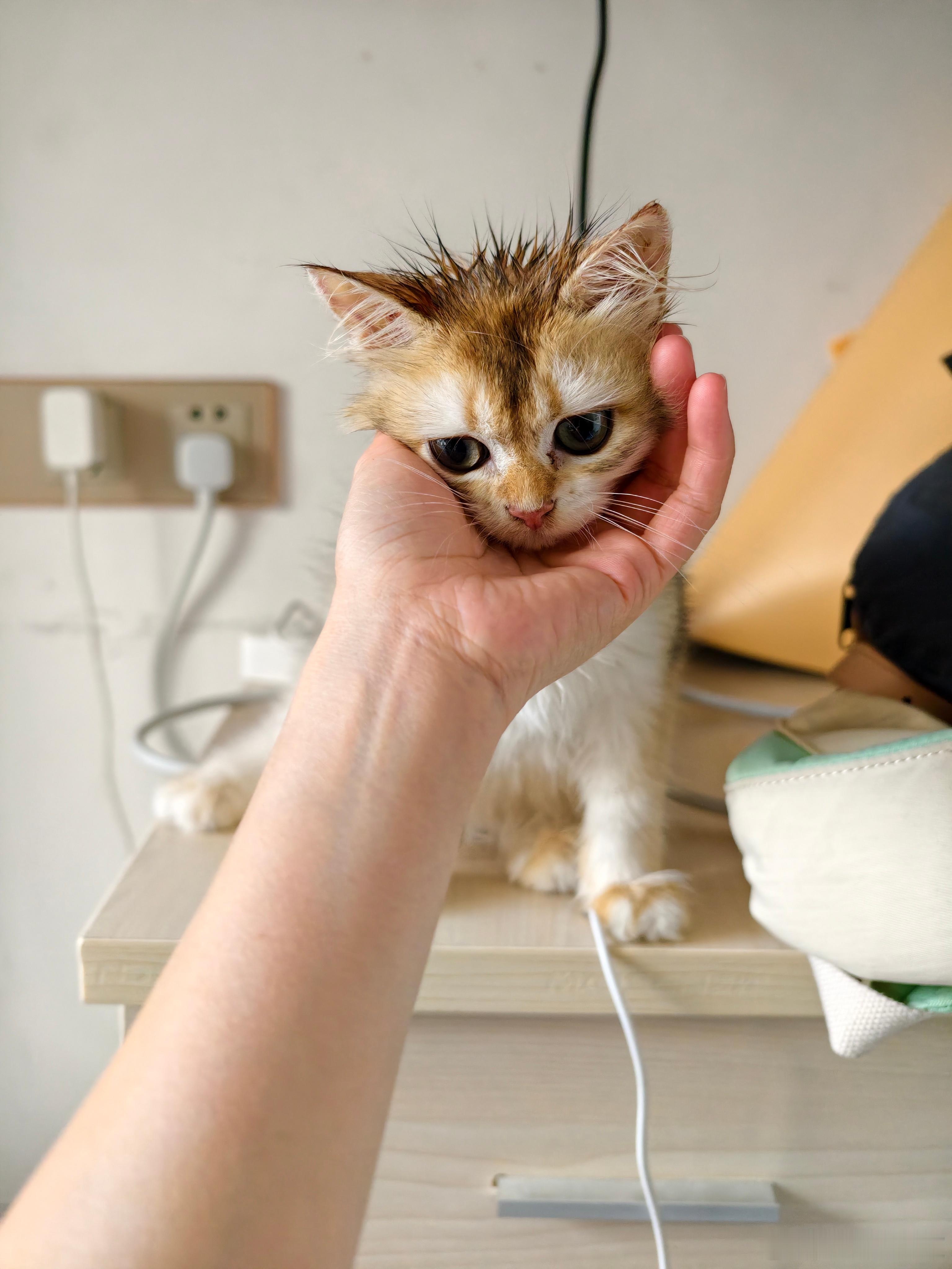 去西藏前一晚又捡了一只小流浪猫，应该是金渐层跟什么的串，头有很严重的猫藓，叫家里