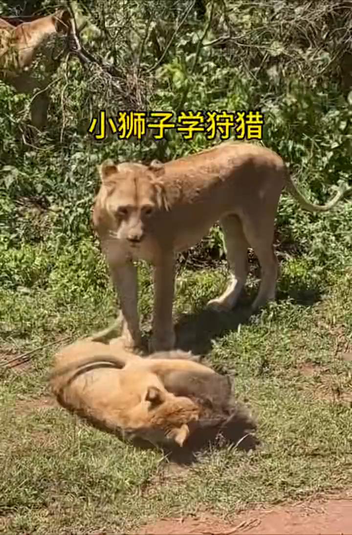 小狮子学狩猎。
小狮子学狩猎。