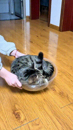 你瞅瞅这铲屎官，正搁家整活儿呢！把猫往个圆盆里一放，猫咪还美滋滋蜷着，以为找着个