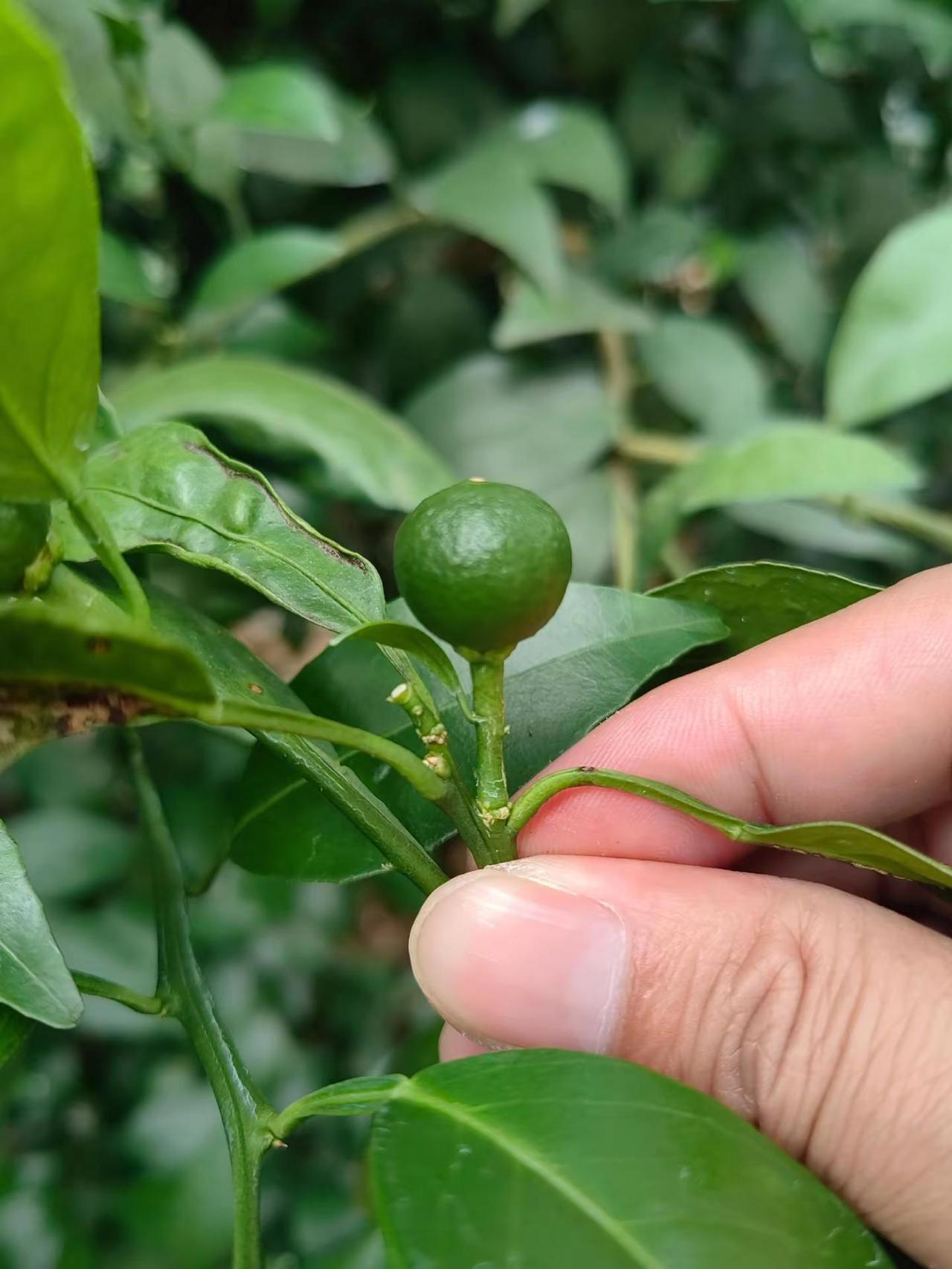 你们发现了，今年出现好多幼果果柄过长。图一图二都是果柄过长图三为正常这类果柄伸长
