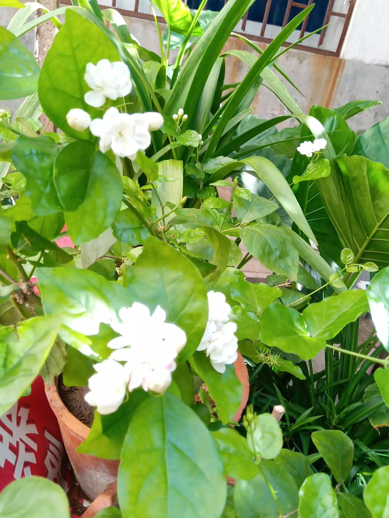 #晒晒随手一拍的茉莉花#