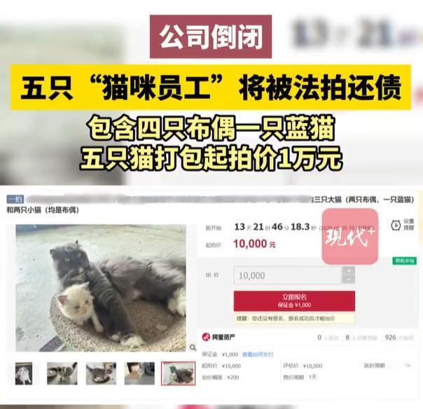 “这些猫是公司买的，也是公司的资产，现在公司倒闭了，还欠了很多钱，就被法院拿去拍
