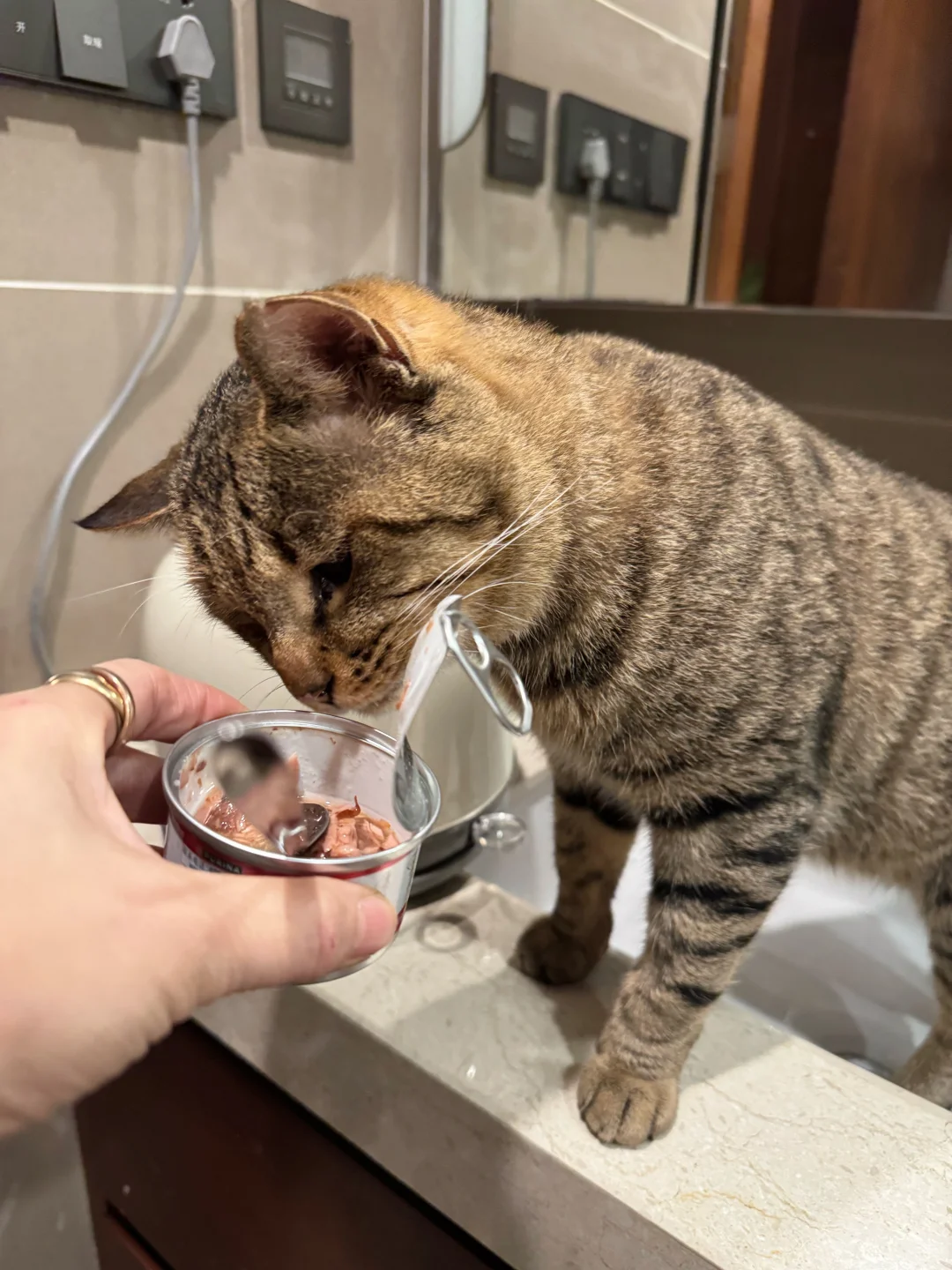 可把大老虎给馋死了，你家狸花猫也这样吗