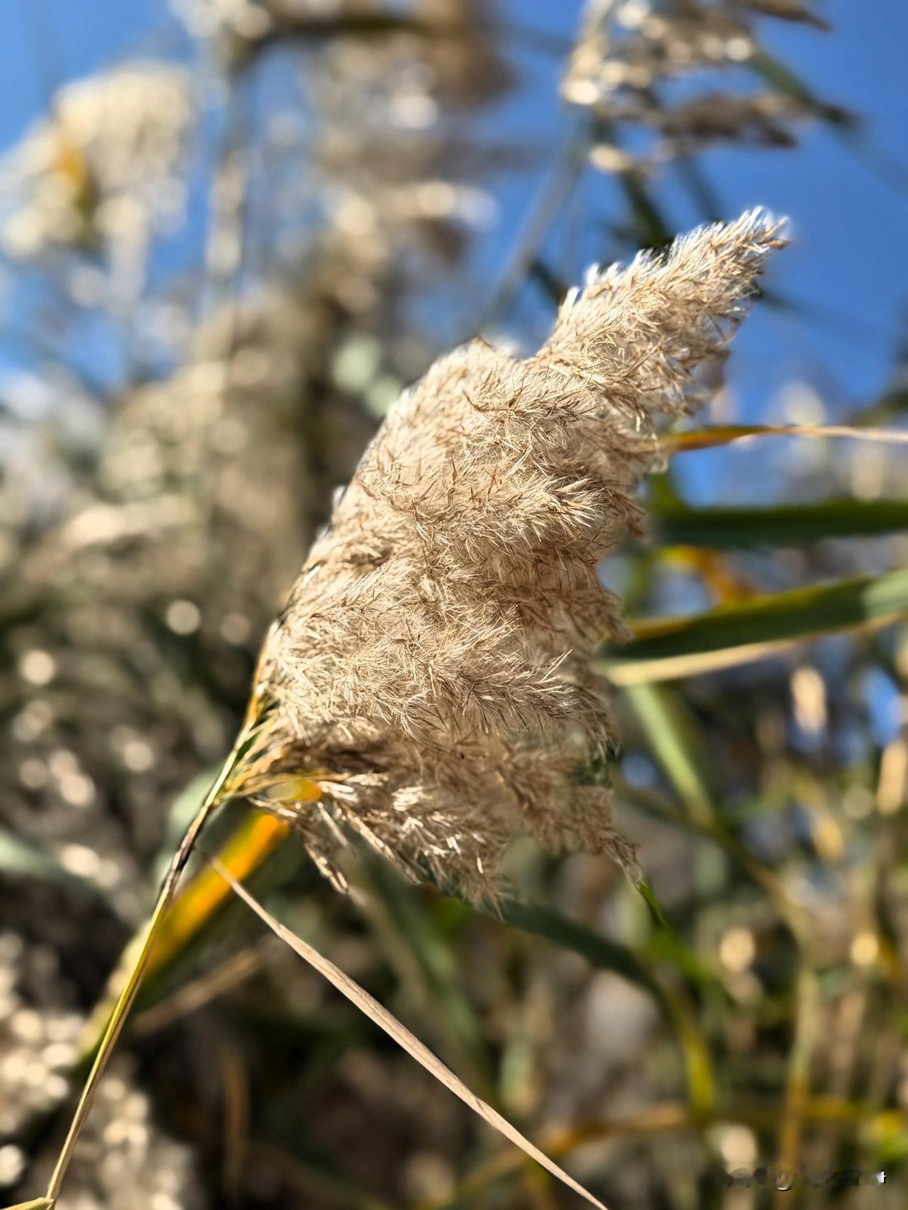 暮秋芦花

秋水映平沙，
芦花逐远涯。
轻风摇素雪，
晓雾笼寒葭。
漫岸凝清色，