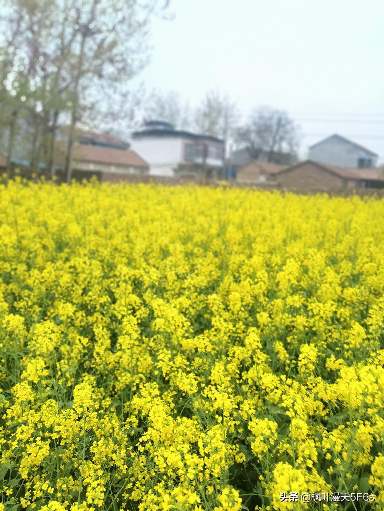 谁懂啊！老家这片油菜花，才是春天最治愈的风景
 
刷到的朋友，先停一停，看看我老