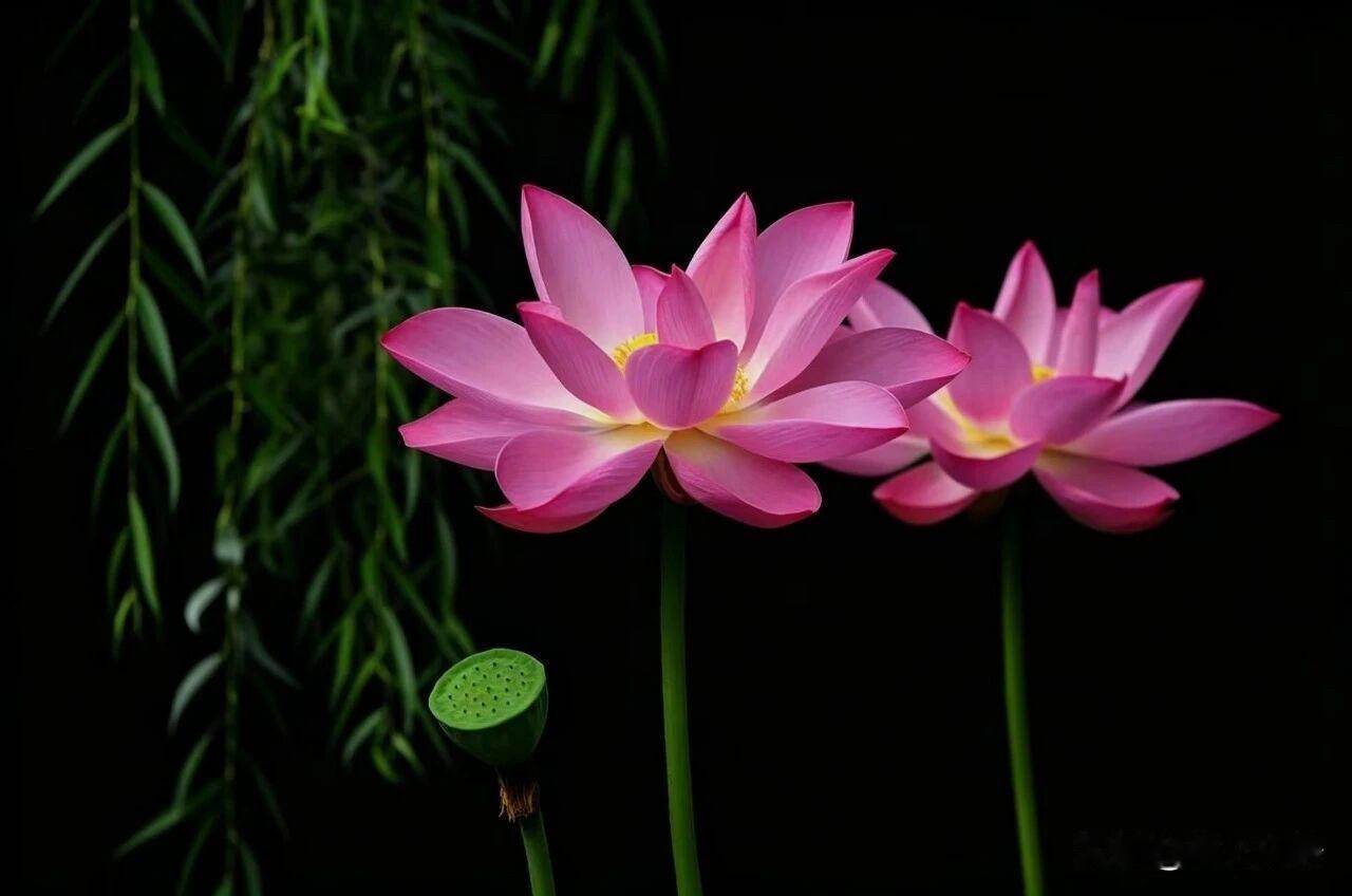 🌼²⁰²⁶/₀₇.₂₉ᵕ̈ᵕ̈ᵕ̈周三｜微凉相伴🍃☕️🍒🍑
晨风吹散暑天