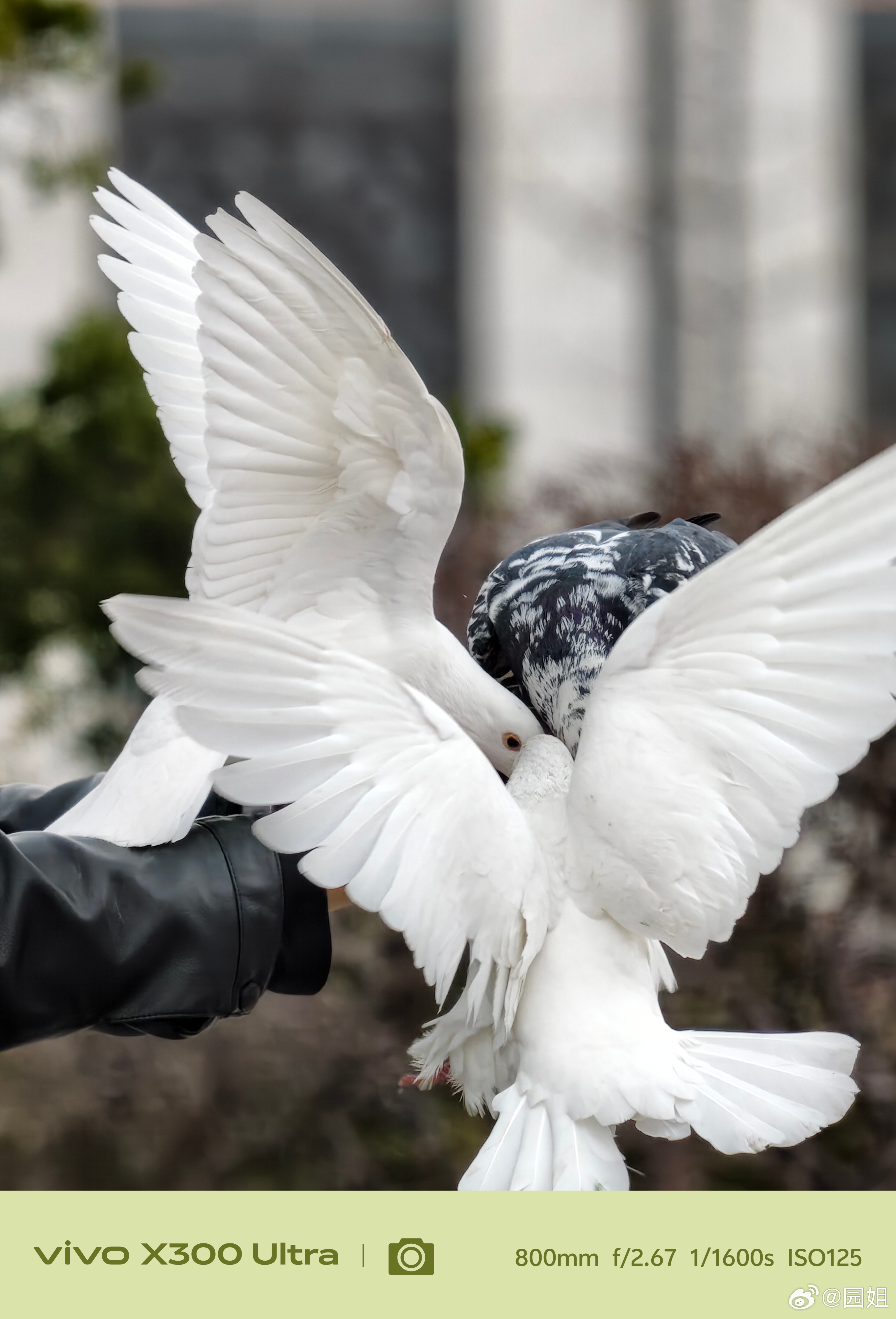 有长焦就是好，能不打扰鸽子就拍的很清晰