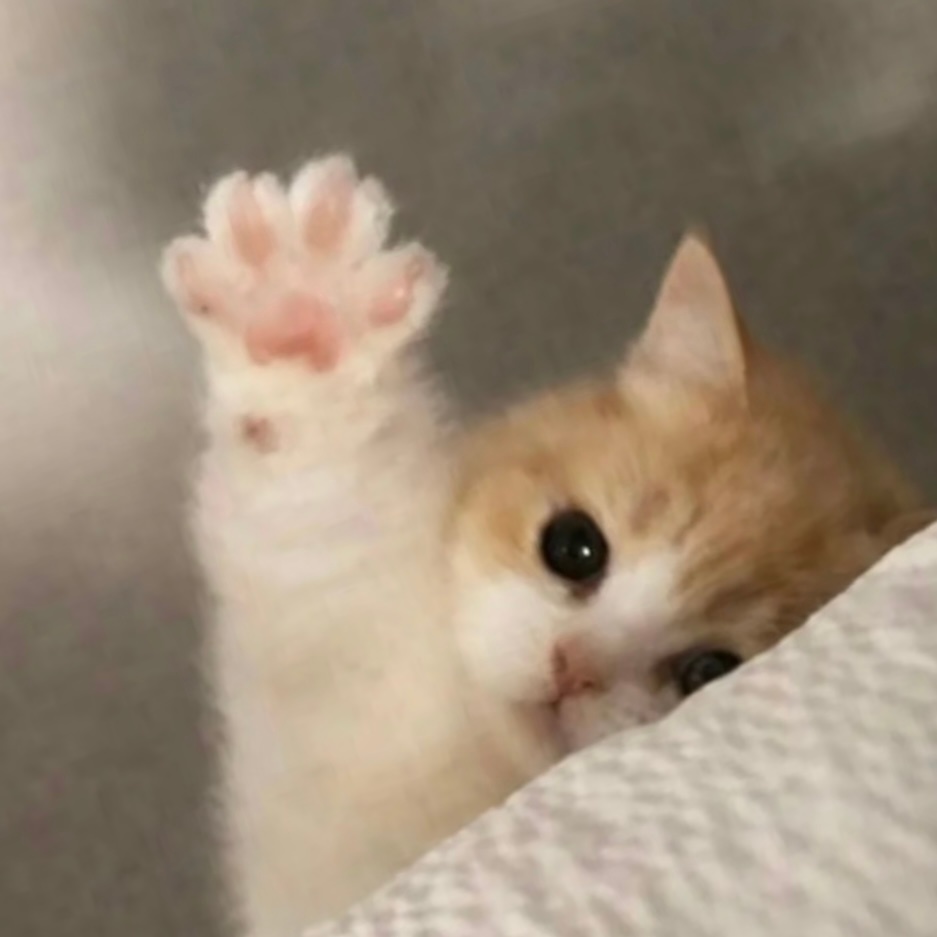 养到坏猫了！想找小猫贴贴怎么收获的是张开的爪子😾丁程鑫