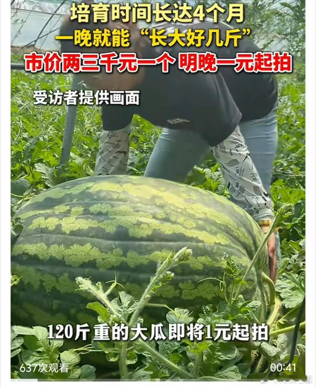 120斤重的西瓜王1元起拍130斤的巨型西瓜曾拍卖到1.3万元 要说夏天和水果的