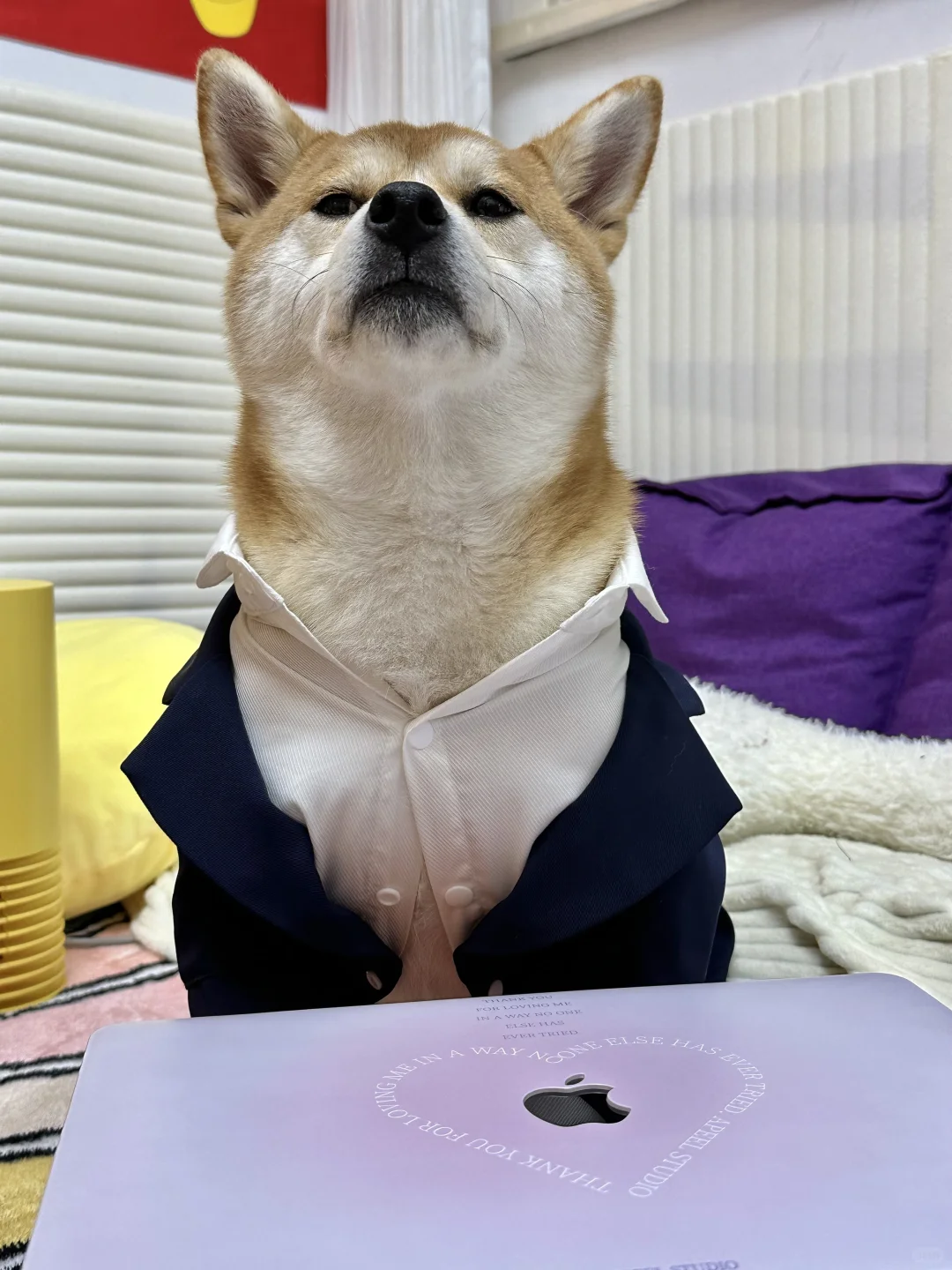 大家的狗都是做啥工作的？
