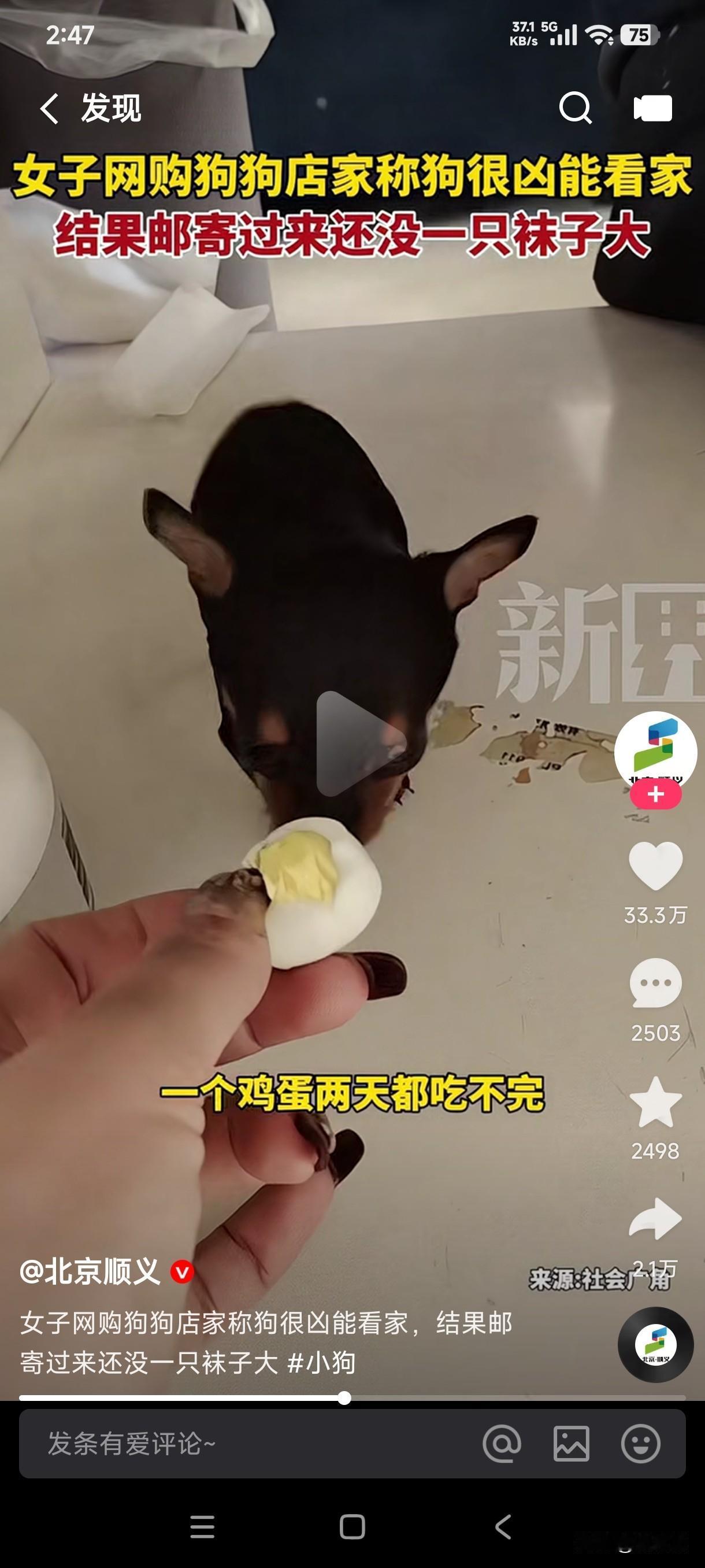 女子网购狗子看家
店家称狗子很凶能看家
到货后一看还没只袜子大
一个鸡蛋两天都吃